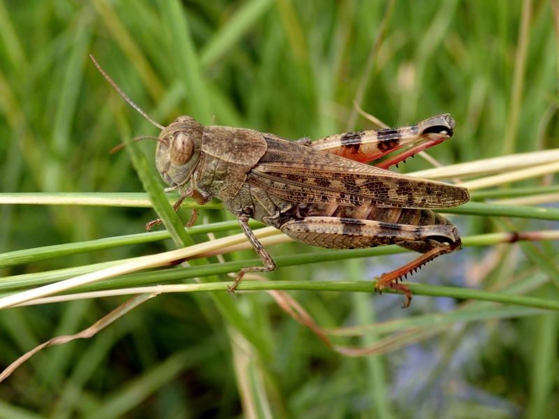 Aiolopus?  No, Calliptamus sp.